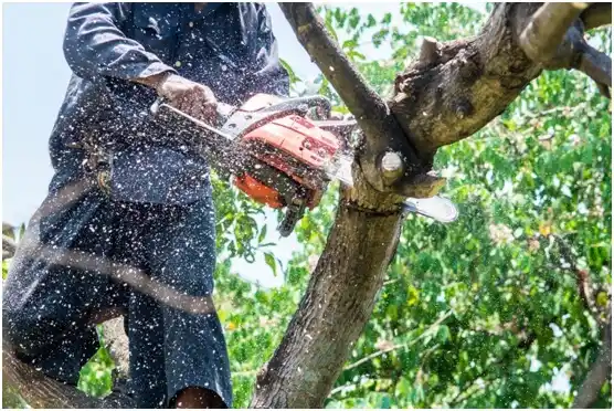 tree services Wonewoc